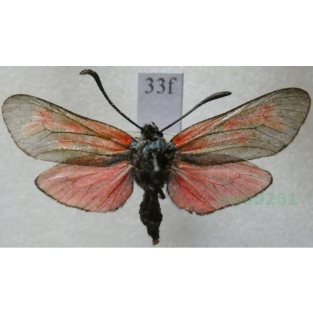 Zygaena osterodensis Reiss, 1921 Czech33f